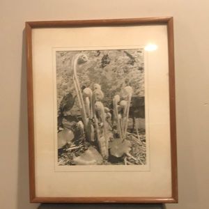 Black & White picture of sprouts